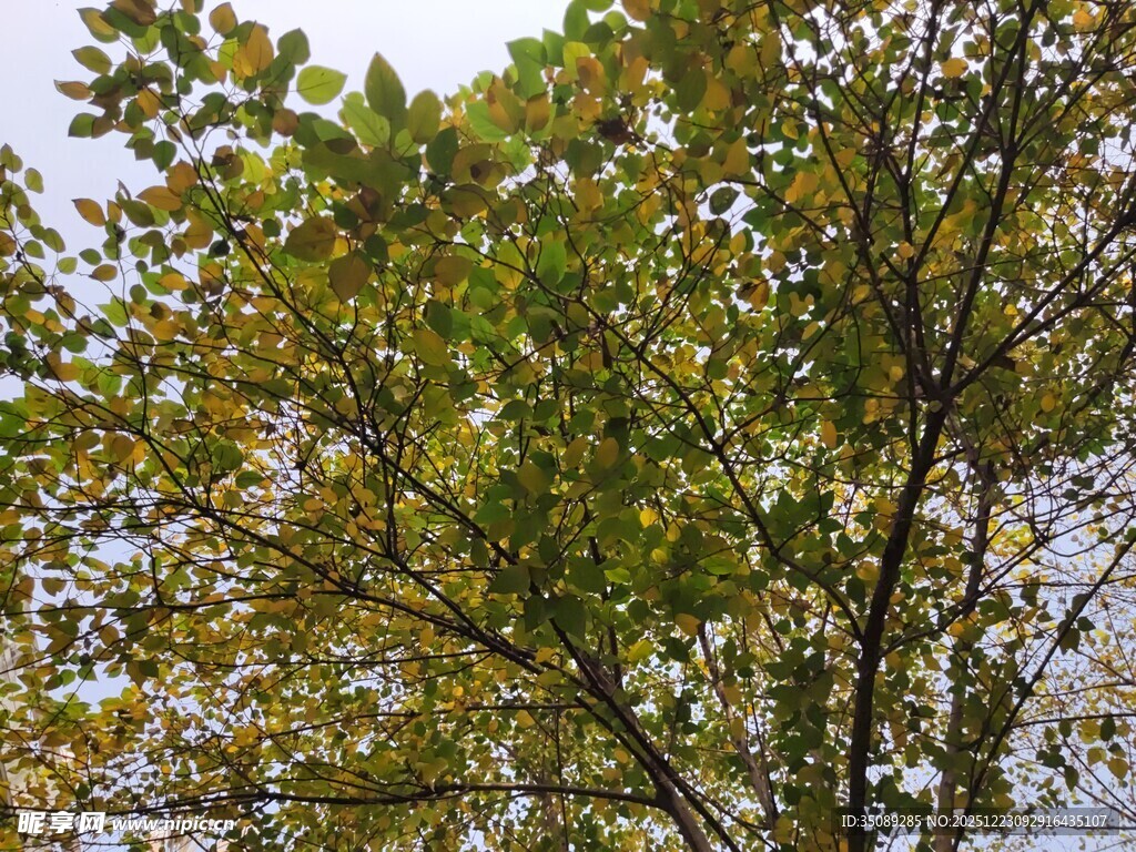 枝头绿叶映天空