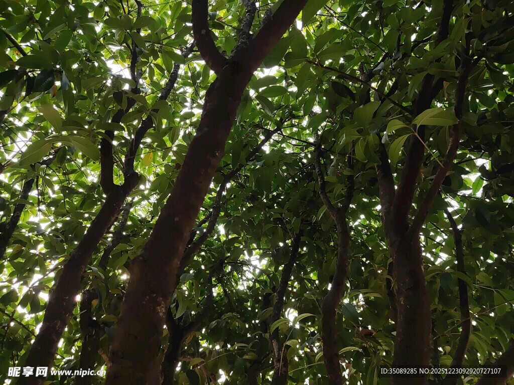 茂密树林中的繁茂枝叶