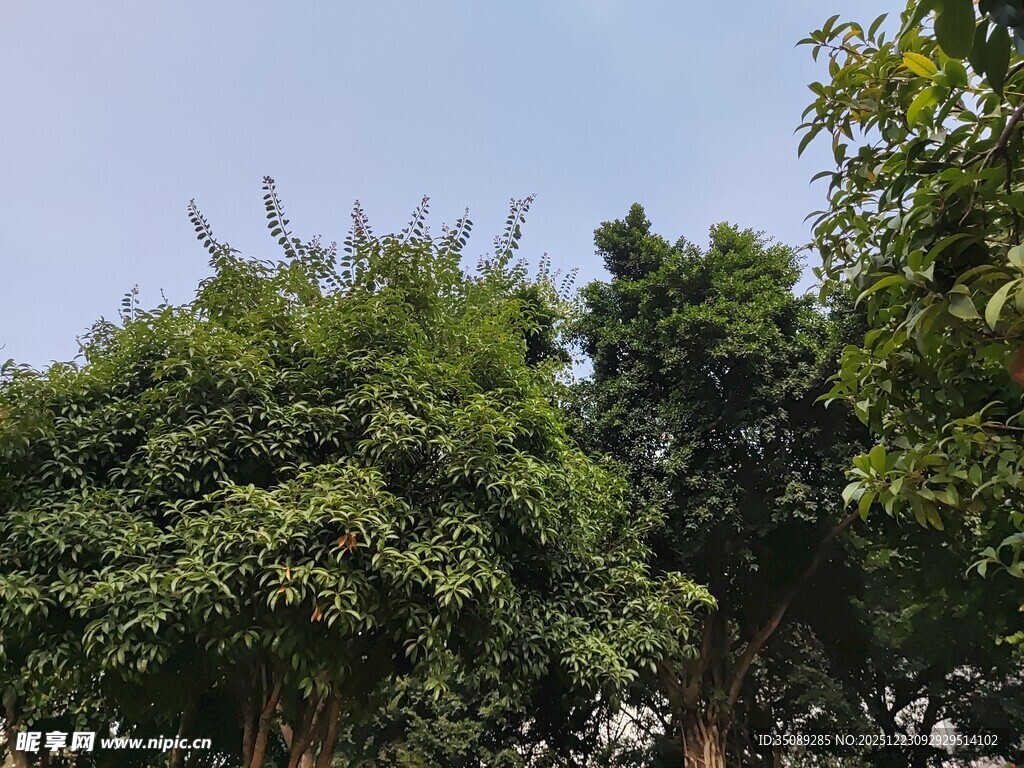 繁茂绿树展现自然生机