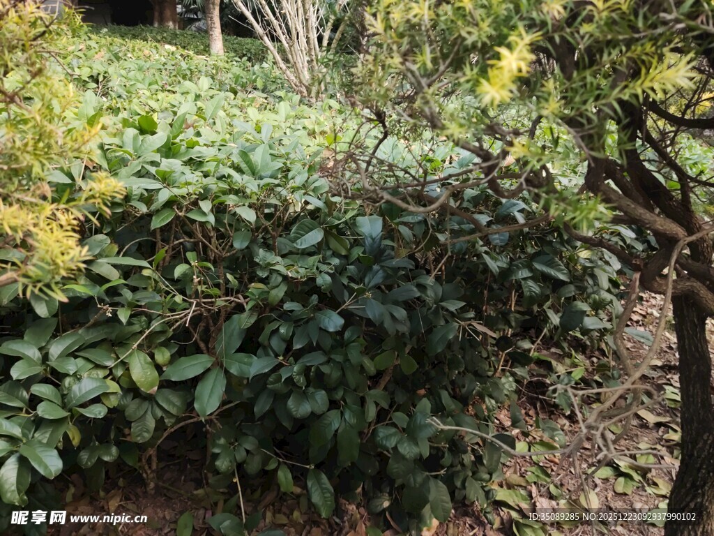 绿叶繁茂的灌木丛景观