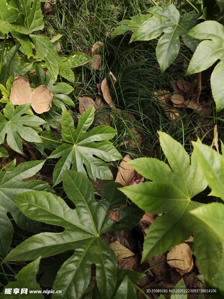 繁茂绿植中的多彩叶片