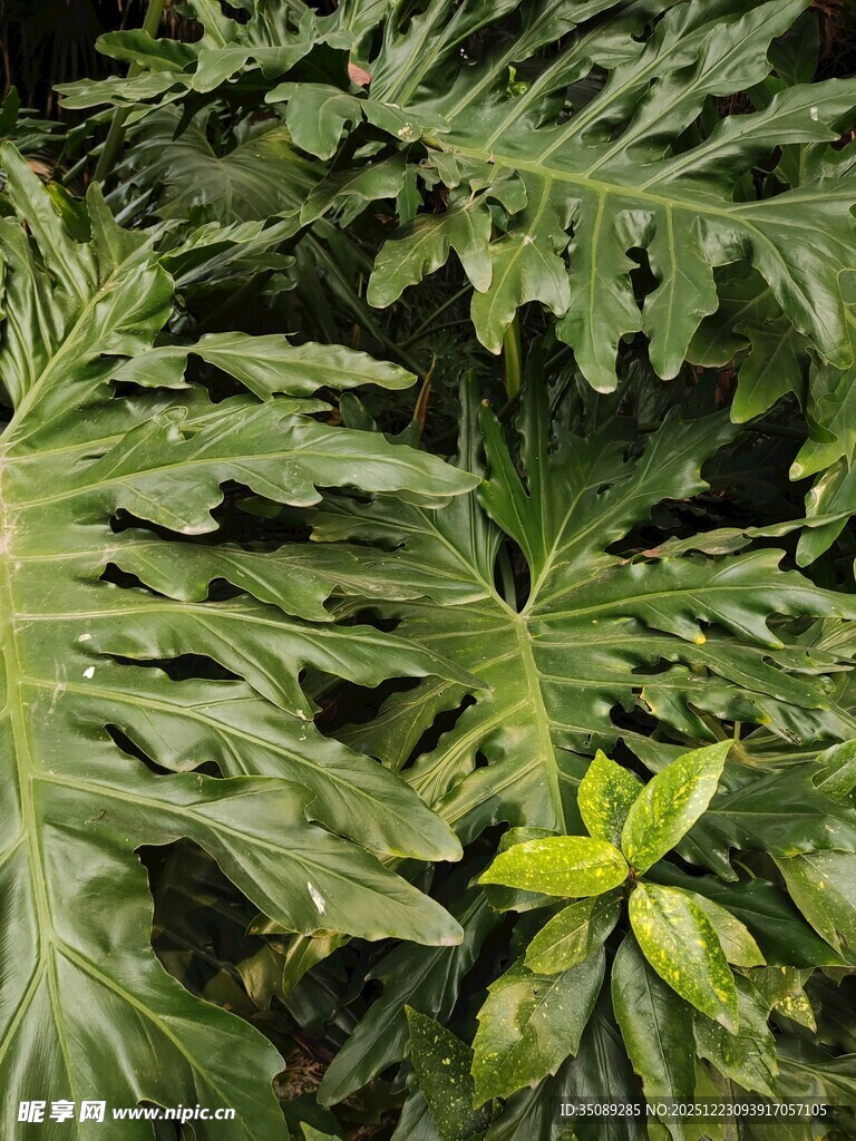 翠绿蕨类与嫩黄新叶