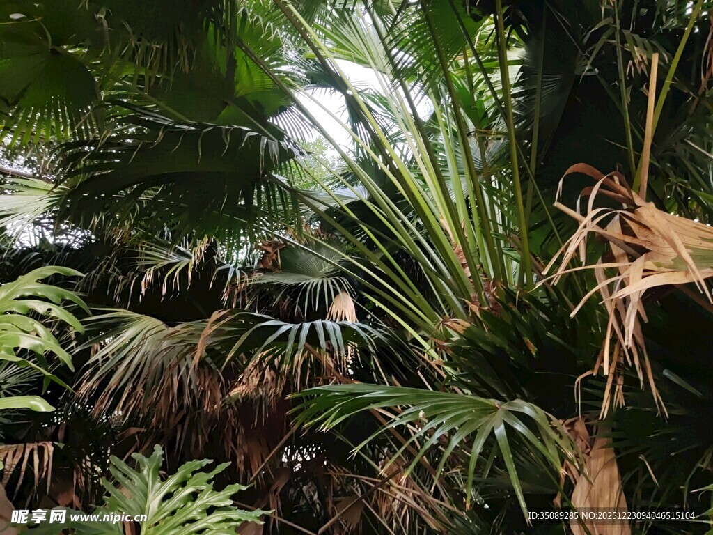 丛林中的灵长类动物