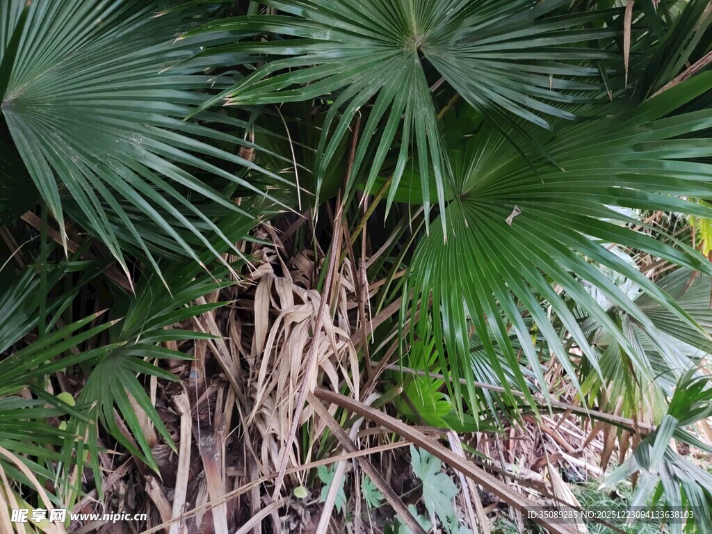棕榈植物特写