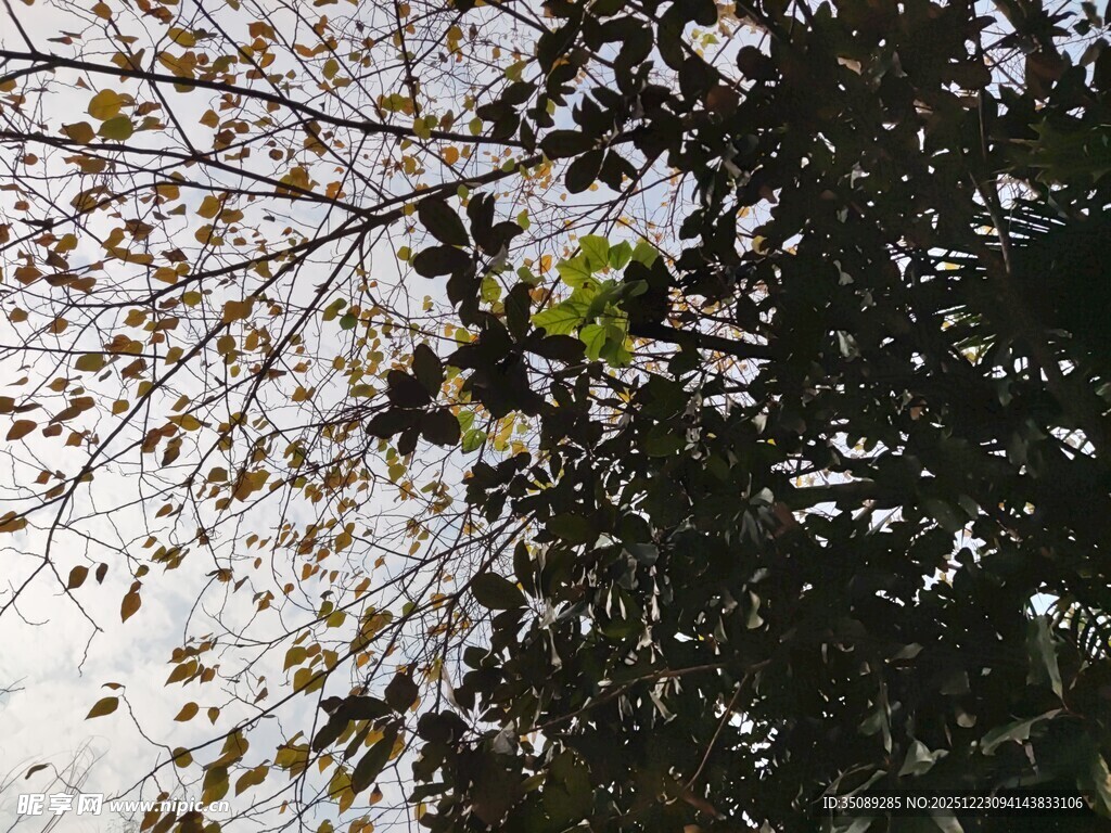 树枝上的绿叶与天空