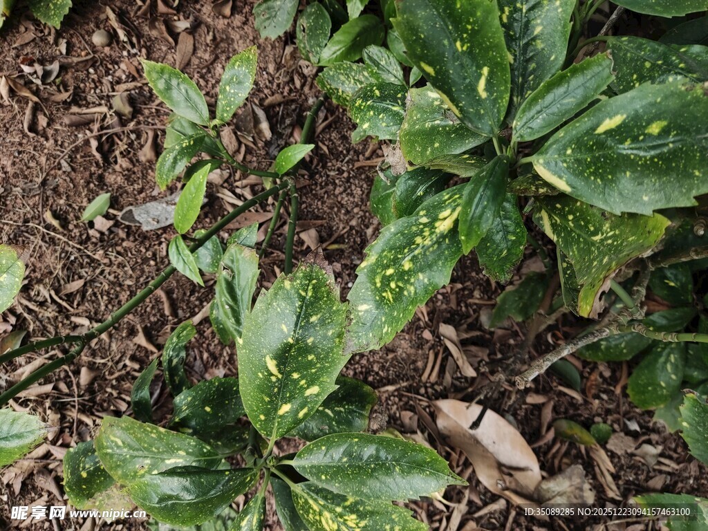 绿叶植物近景特写