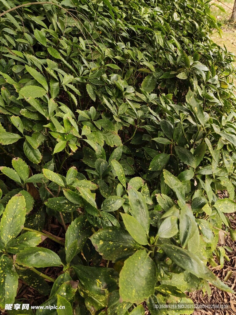 翠绿繁茂的植物叶片