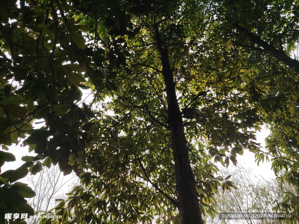 仰视茂密树林中的高大树木