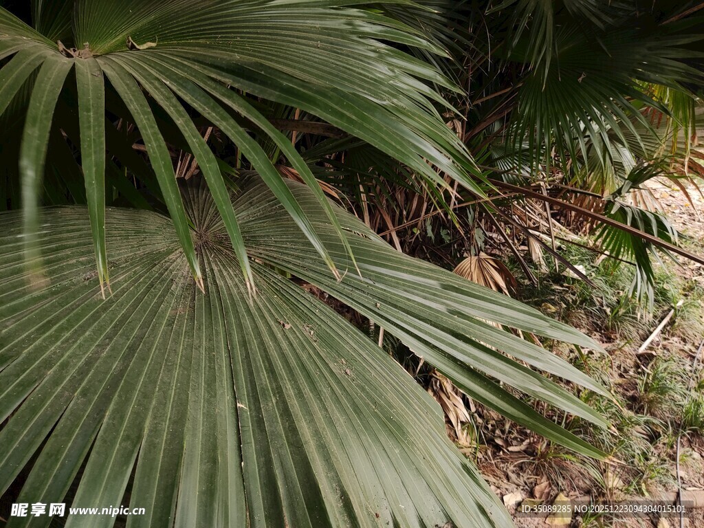 棕榈树叶特写