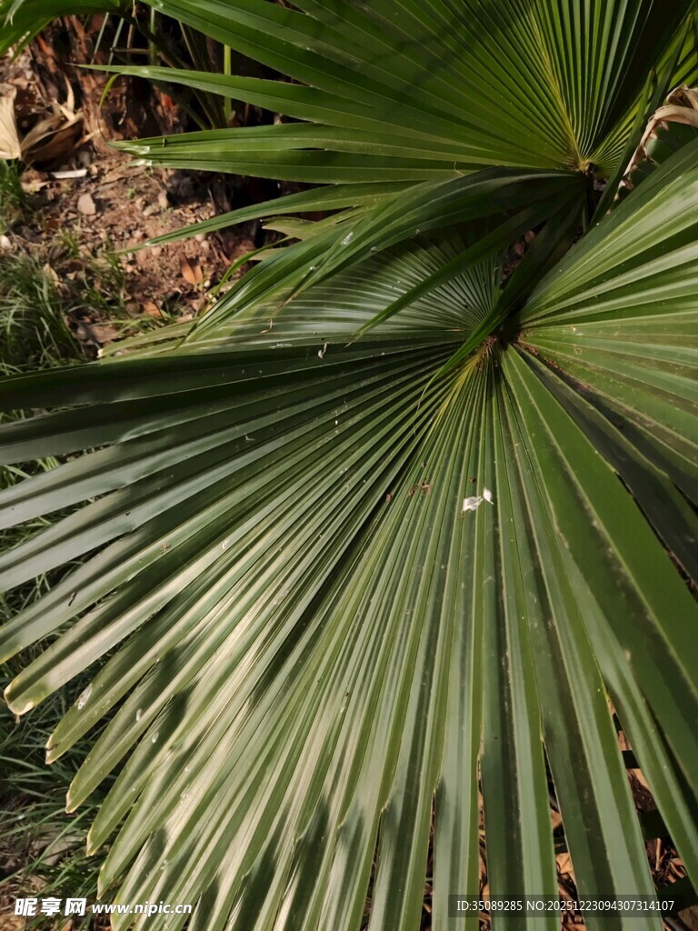 扇形棕榈叶特写