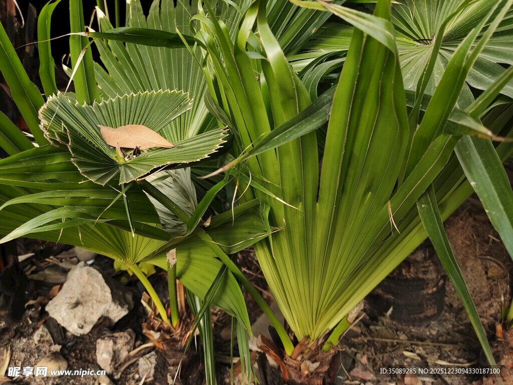 翠绿棕榈植物特写