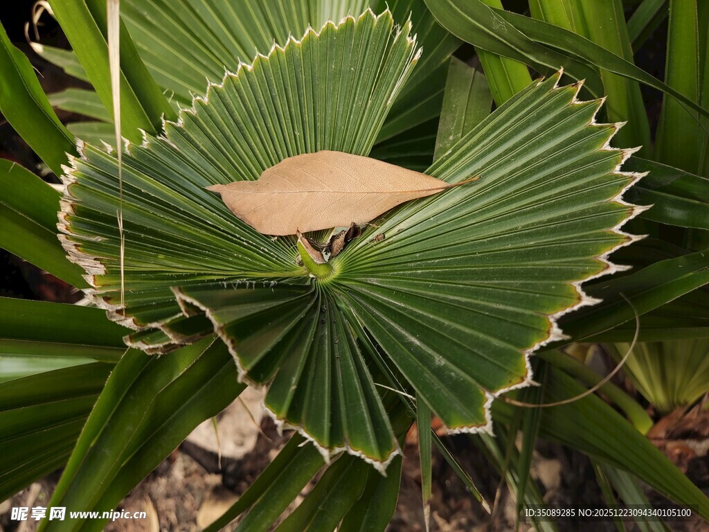 叶片上的米色物体