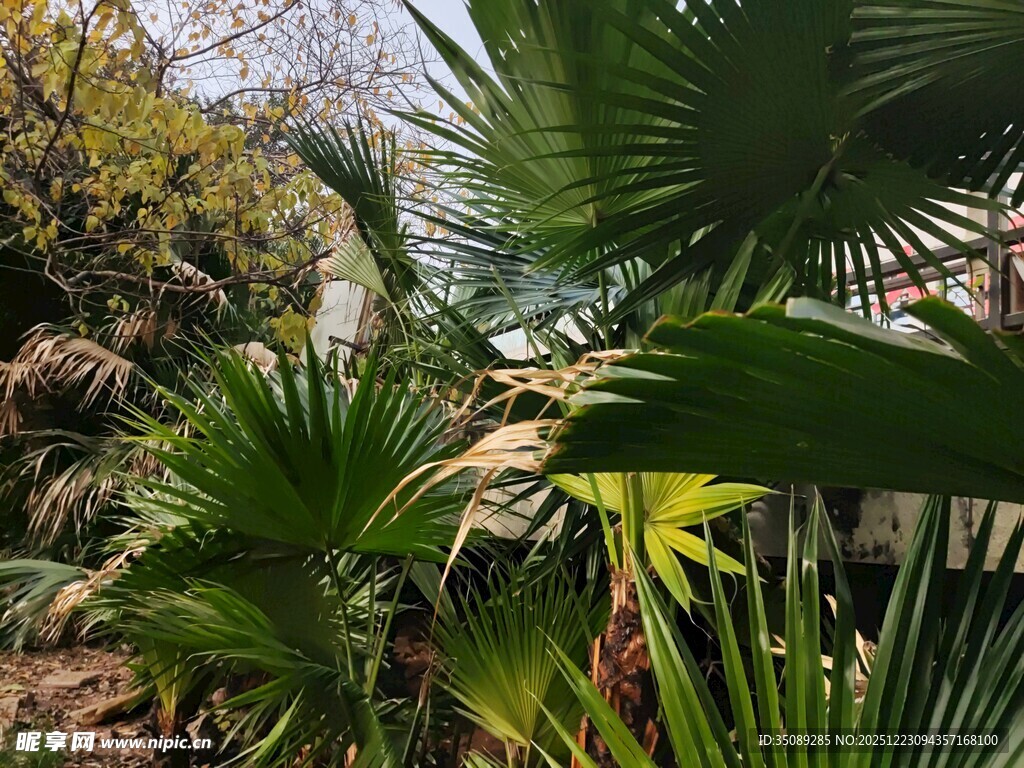 繁茂热带植物景观