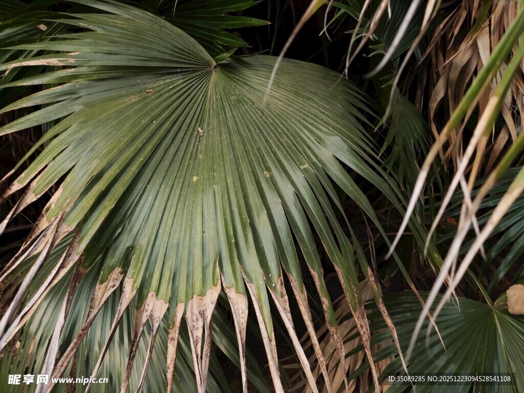 扇形棕榈叶特写