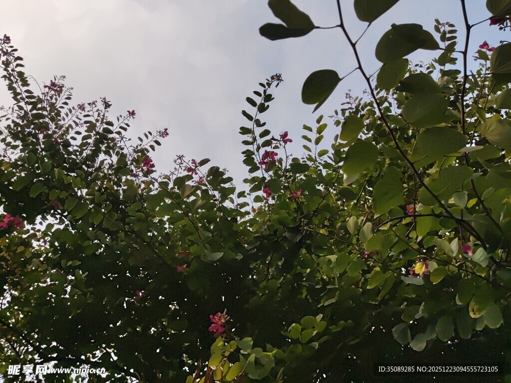 繁茂花木绿意盎然的景致