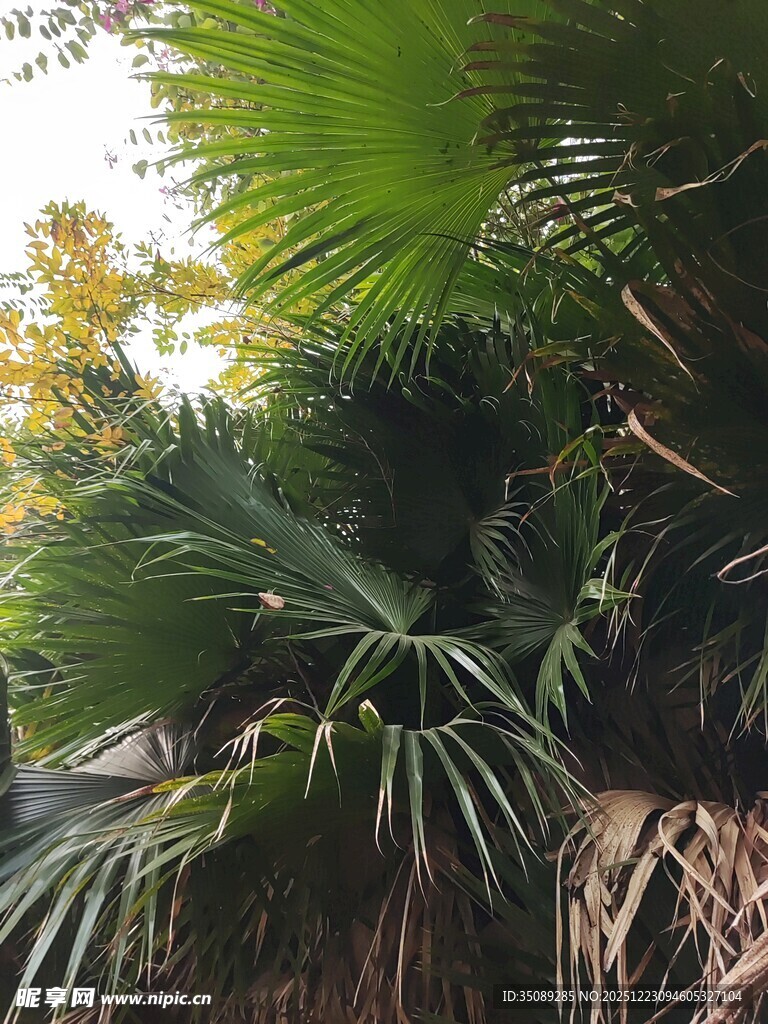 繁茂的热带棕榈植物景观