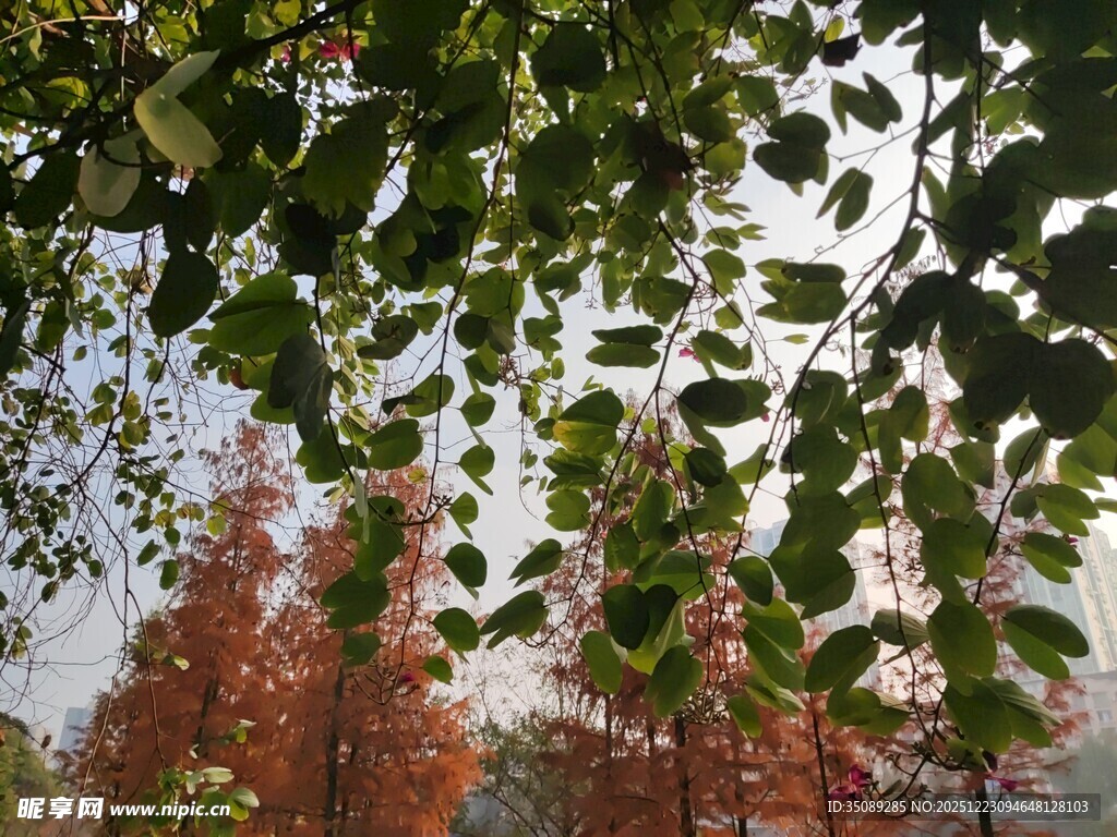 绿叶红树相映成趣