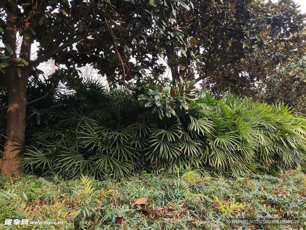 繁茂绿植的自然景致