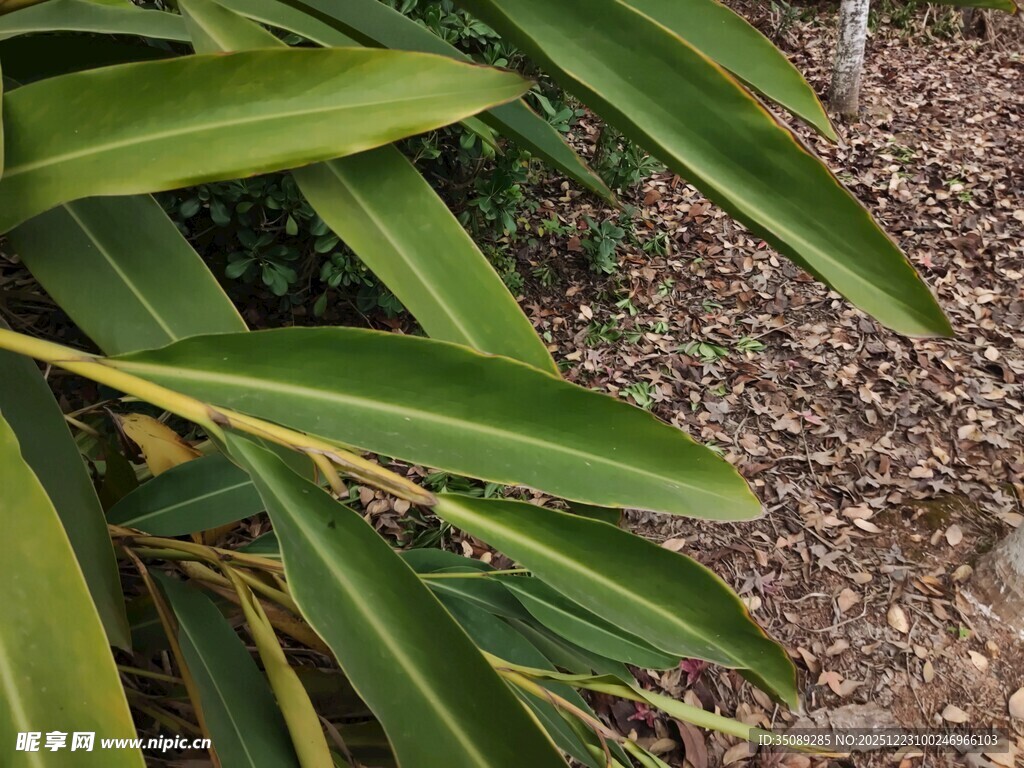 翠绿狭长叶片的植物特写