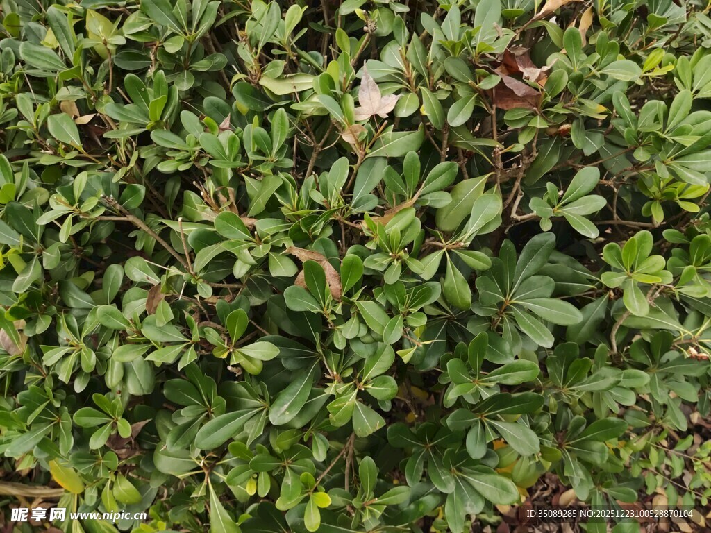 绿叶繁茂的植物景观