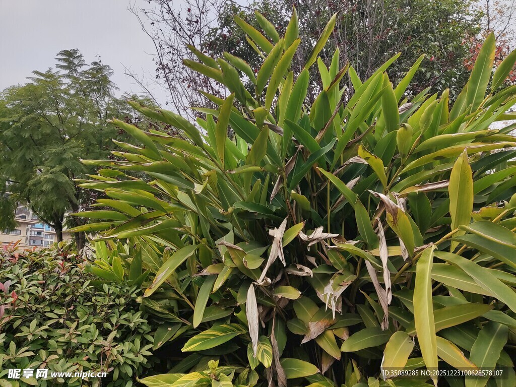 翠绿茂盛的热带植物景观