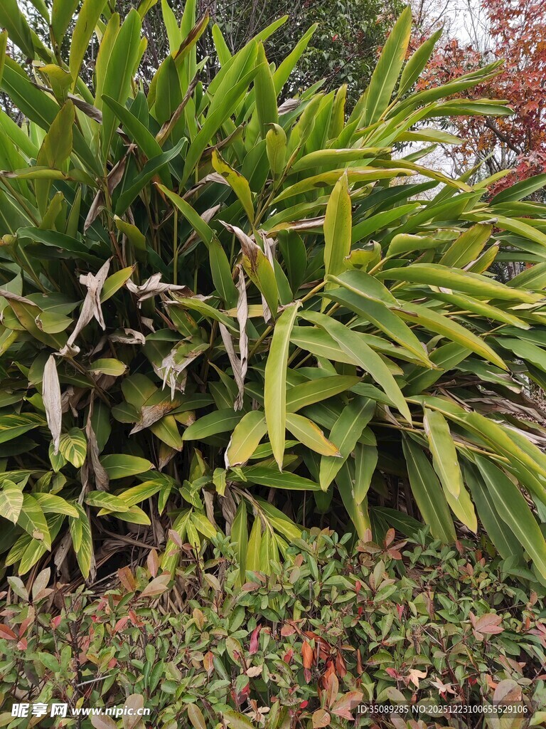 翠绿繁茂的热带观叶植物