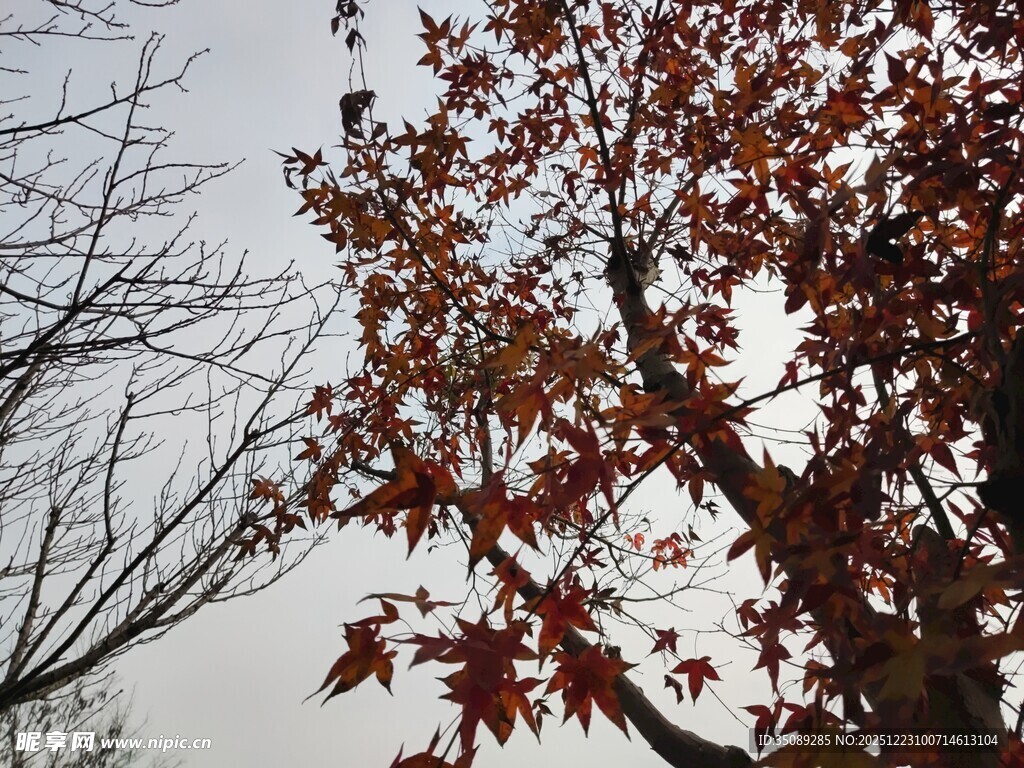 秋日红枫树枝特写
