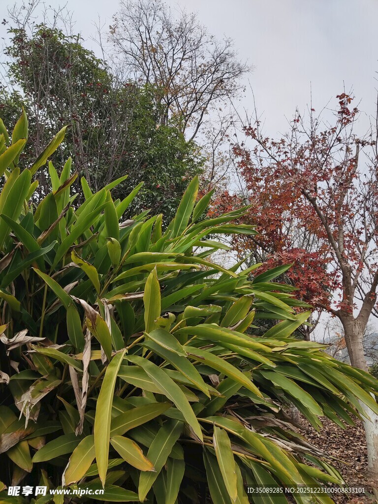 绿叶红花相映成趣