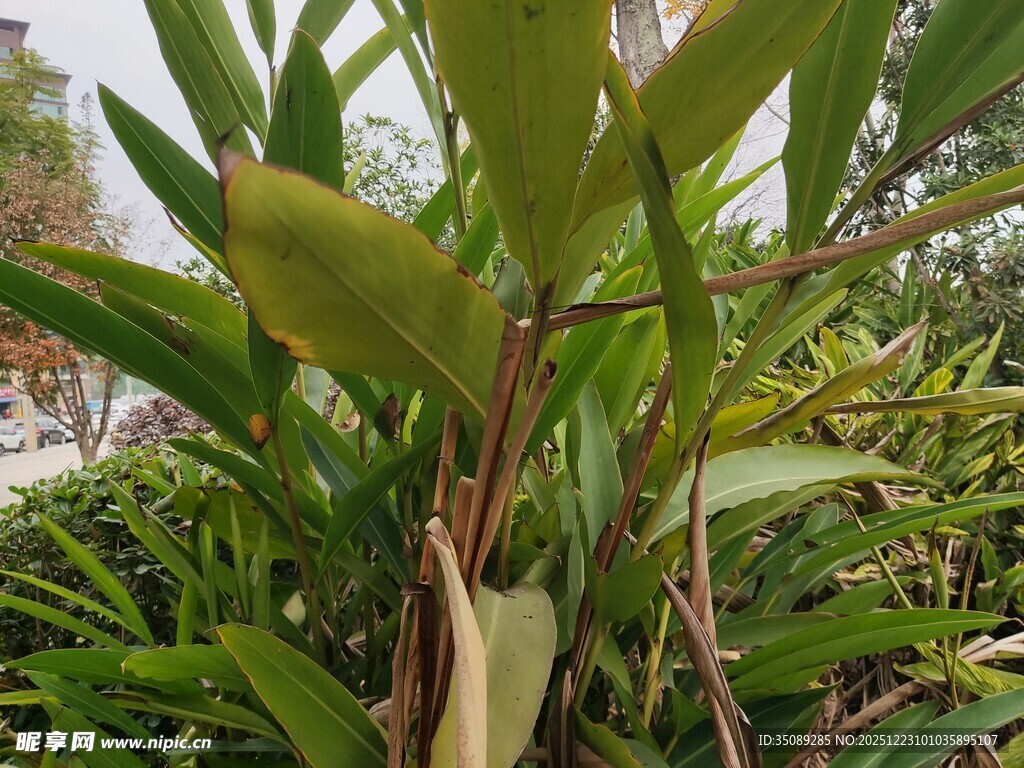 翠绿芭蕉植物特写