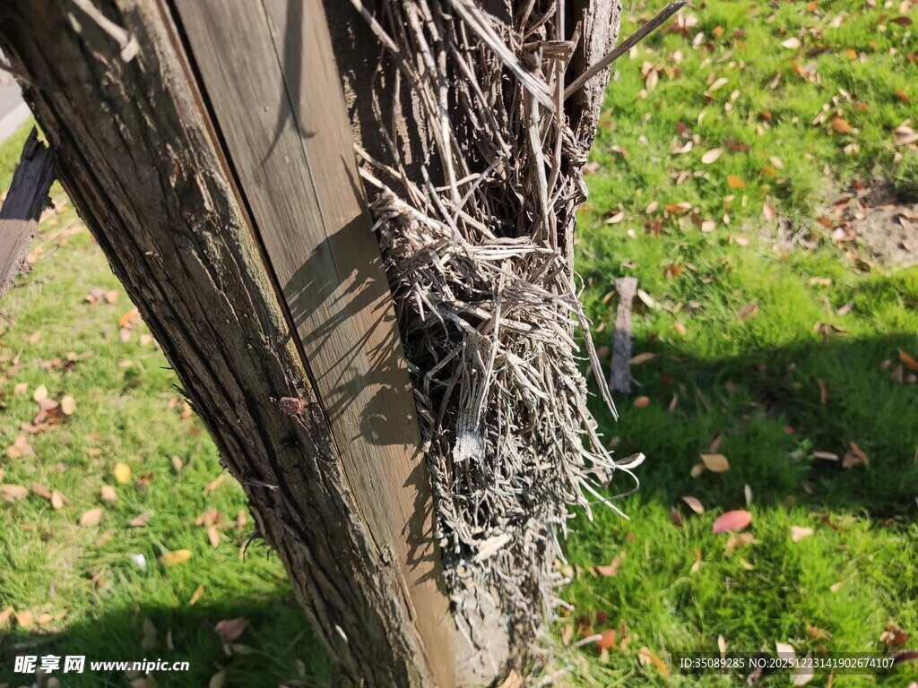 树干上缠绕的杂乱藤蔓