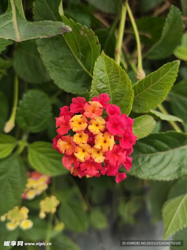 多彩马缨丹绽放绿叶间