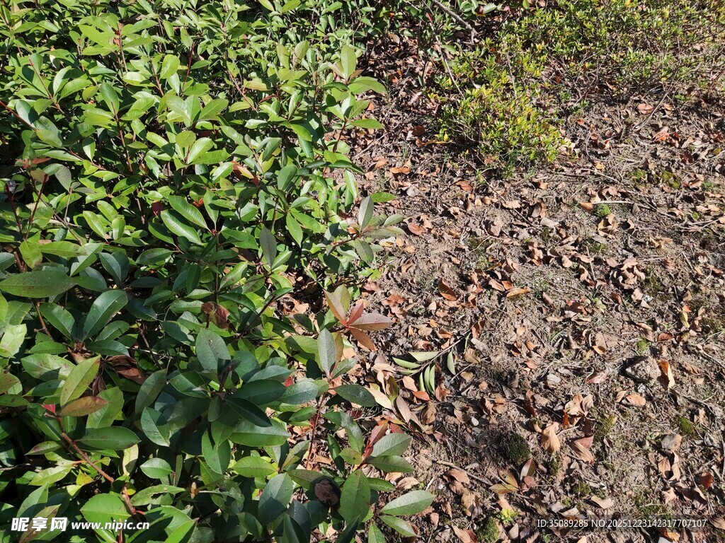 绿叶与枯叶的自然景象