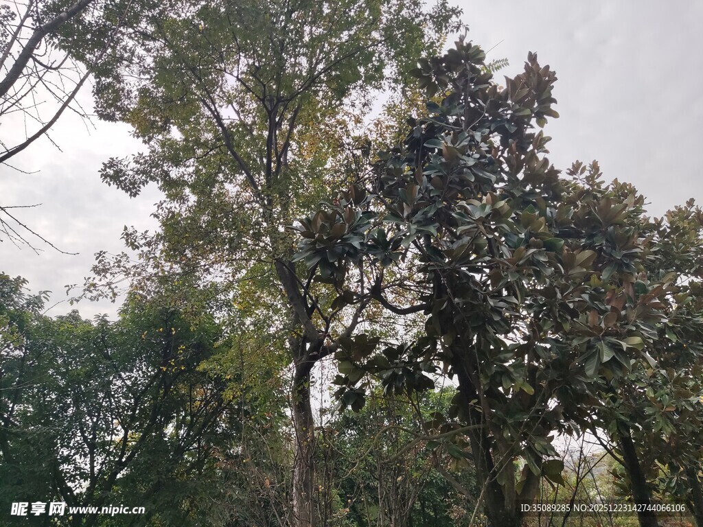 茂密树林中的高大树木