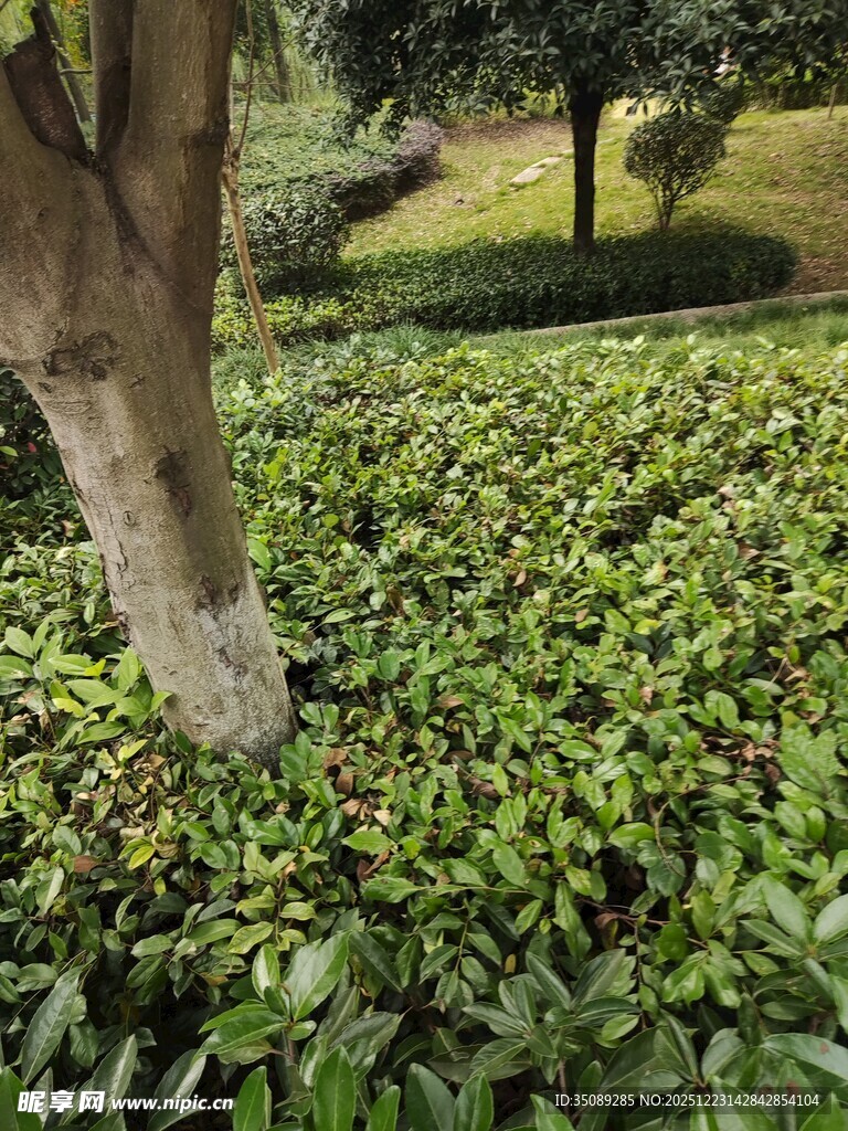 茶园中的树干与繁茂绿植