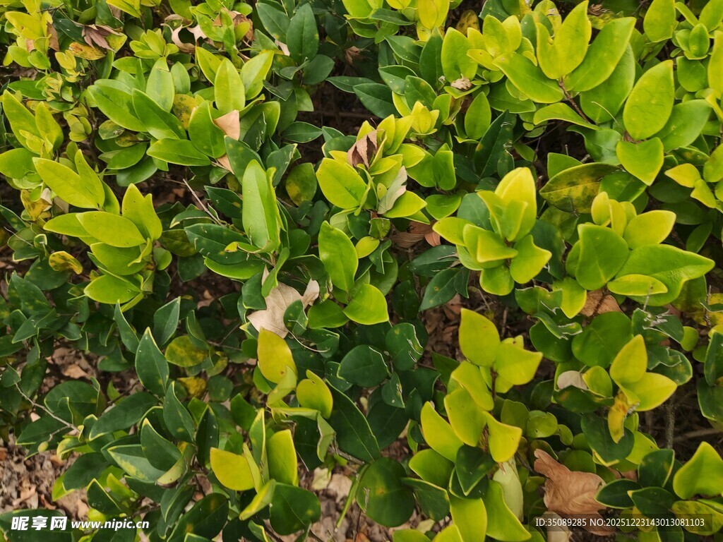 翠绿繁茂的叶片植物