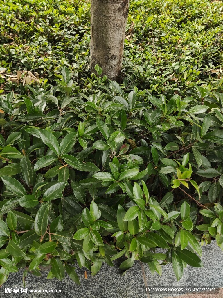 树下繁茂绿植景观