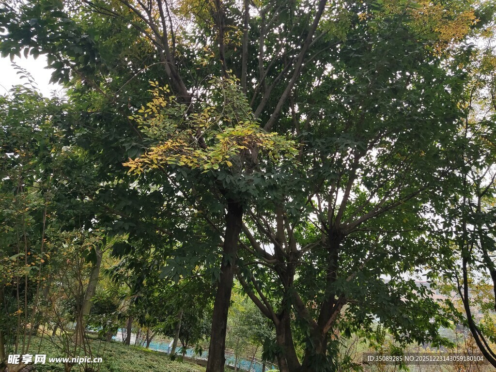 秋日繁茂树木景观