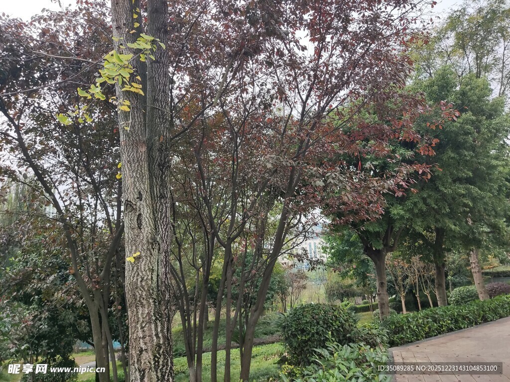 林间小道旁的多彩树木