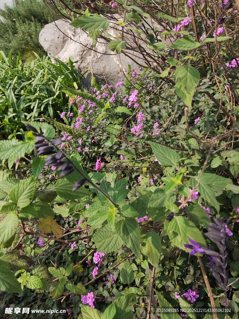 紫色小花点缀绿色植物