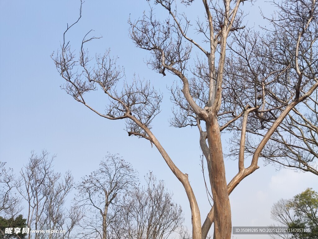 冬日光秃树木景象
