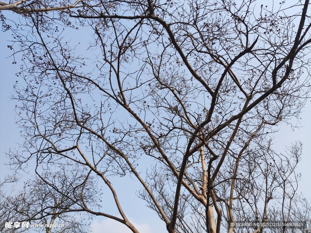 冬日光秃树干的萧瑟景象