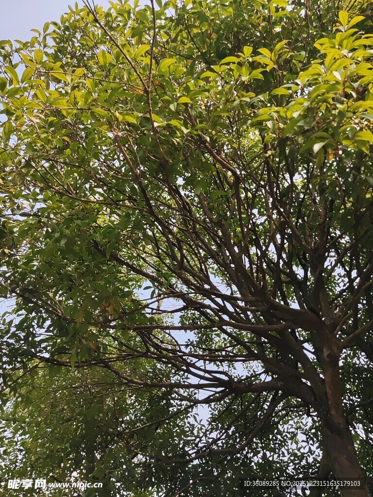 茂盛绿树展现自然生机