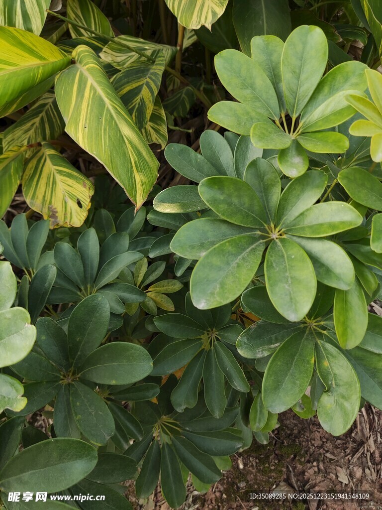 翠绿繁茂的多样植物