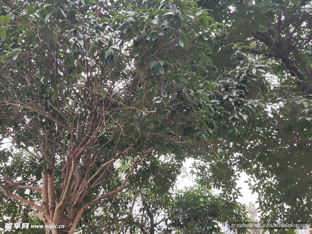 繁茂大树展现自然生机