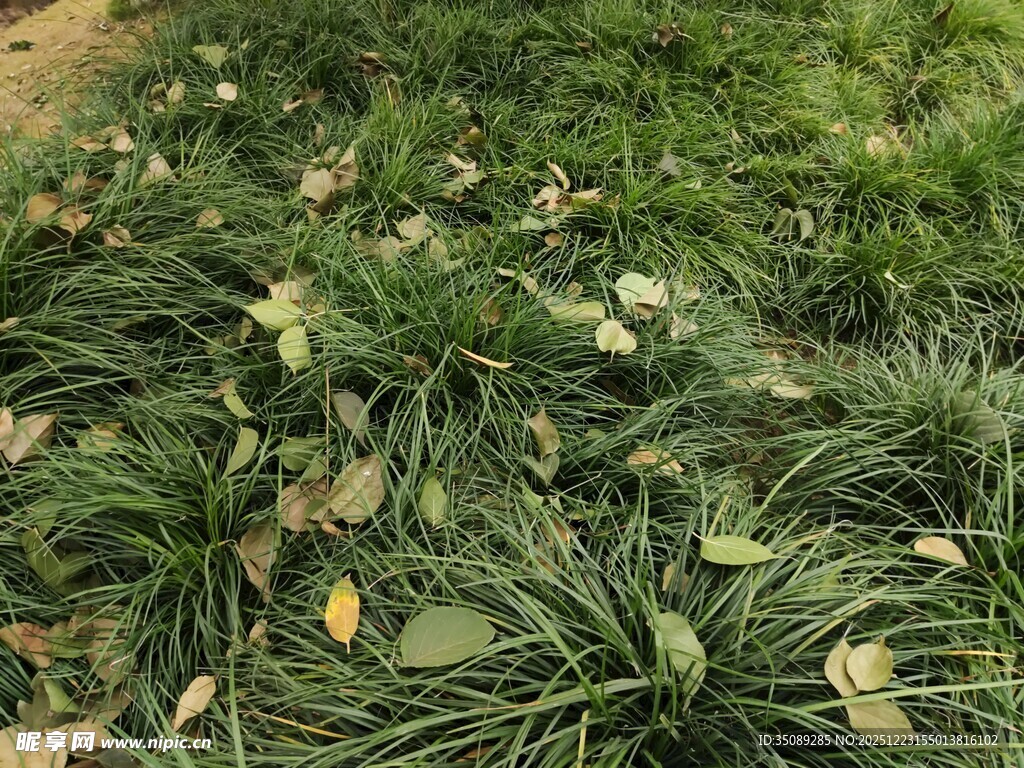 草坪上散落的枯黄树叶