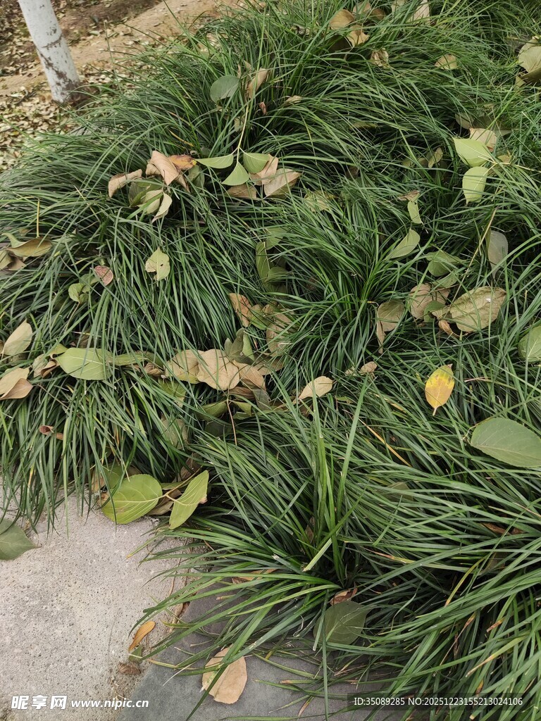 地面上的青草与落叶