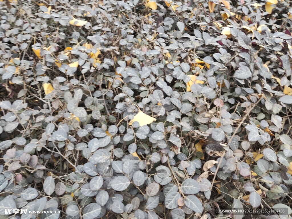 地面上的密集圆形物体