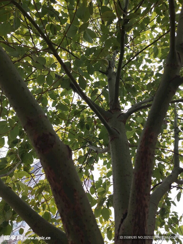 仰视繁茂大树枝叶