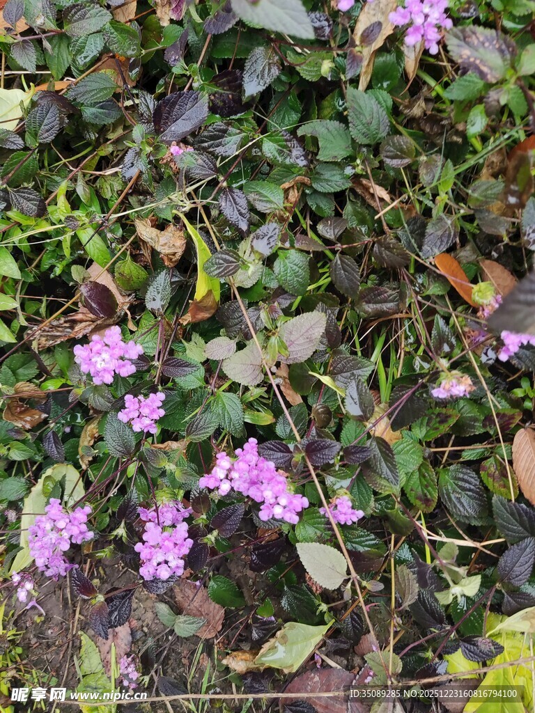 紫色小花点缀绿色植物