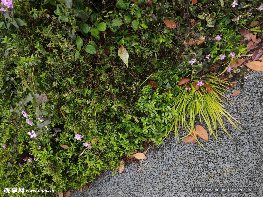 花园小径旁的绿植景观